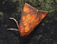 Melese flavimaculata