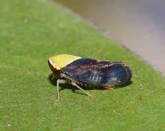 Microtartessus idyia