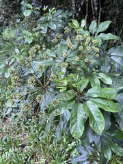 Mackinlaya macrosciadea