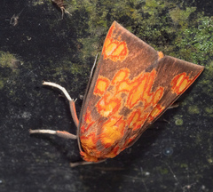 Melese flavimaculata