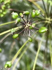 Mackinlaya macrosciadea