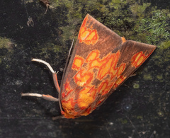 Melese flavimaculata