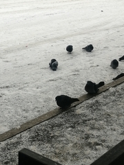 Columba livia