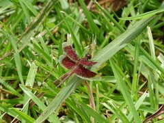 Neurothemis stigmatizans