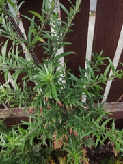 Artemisia verlotiorum