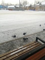 Columba livia
