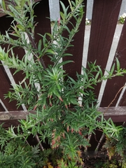 Artemisia verlotiorum