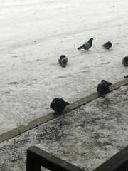 Columba livia