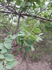 Sclerocarya birrea