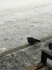 Columba livia