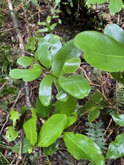 Griselinia lucida