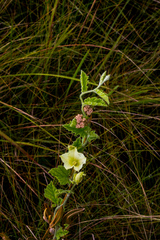 Convolvulus natalensis