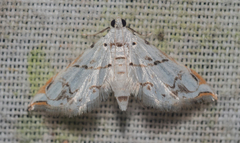 Neurophyseta