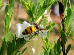 Radumeris tasmaniensis