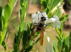Radumeris tasmaniensis