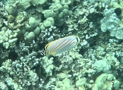 Chaetodon ornatissimus