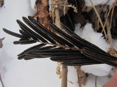 Pentarhizidium orientale