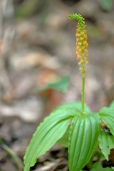 Crepidium bancanoides