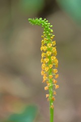 Crepidium bancanoides