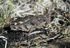 Sigaus australis