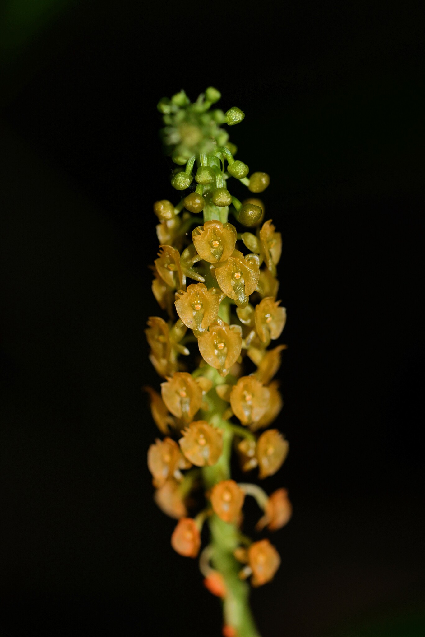Crepidium