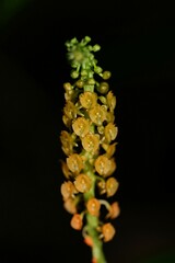 Crepidium bancanoides