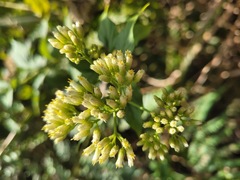 Microglossa pyrifolia
