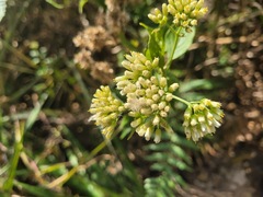 Microglossa pyrifolia