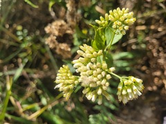 Microglossa pyrifolia