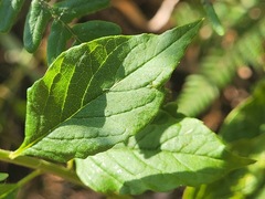 Microglossa pyrifolia