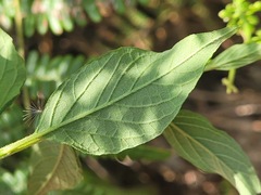 Microglossa pyrifolia