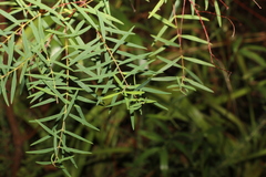 Pimelea neoanglica