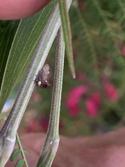 Acanthuchus trispinifer