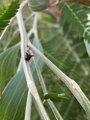 Acanthuchus trispinifer