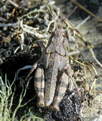 Sigaus australis