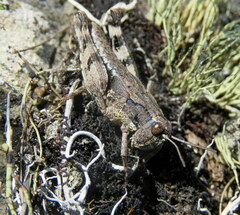 Sigaus australis