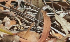 Lampropholis guichenoti