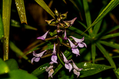 Brownleea coerulea