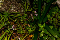 Brownleea coerulea