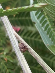 Acanthuchus trispinifer