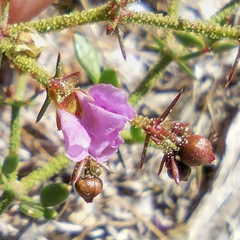 Fagonia pachyacantha