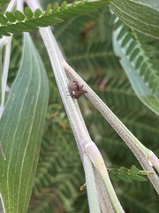 Acanthuchus trispinifer