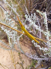 Betiscoides meridionalis