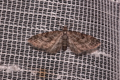 Eupithecia lariciata