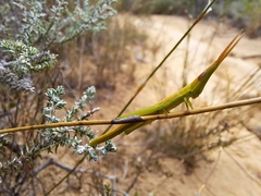 Betiscoides meridionalis