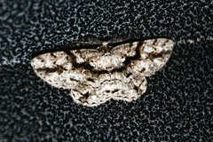 Hypomecis externaria