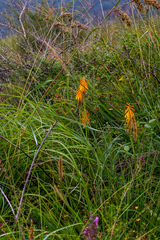 Kniphofia laxiflora