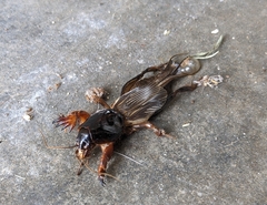 Gryllotalpa australis