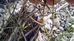 Fagonia pachyacantha