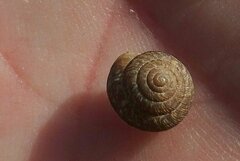 Xeroplexa intersecta